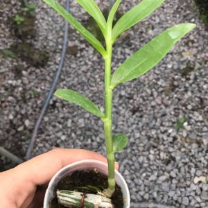 Cốc giống Giả Hạc - Phi Điệp Hồng Ngọc Mắt Xước Mentor 1 thân dài 5-10cm đã thuần vườn