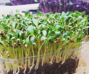 Gói 20g hạt giống mầm thảo dược Methi