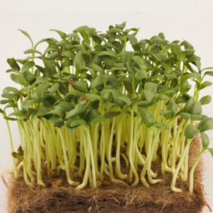 Gói 20g hạt giống mầm thảo dược Methi