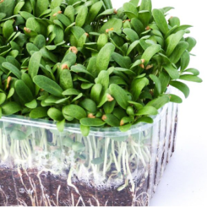 Gói 20g hạt giống mầm thảo dược Methi