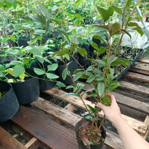 Cây mộc hương trưởng thành cho hoa thơm say đắm lòng người.