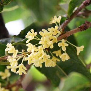 Cây mộc hương trưởng thành cho hoa thơm say đắm lòng người.