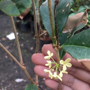 Cây mộc hương trưởng thành cho hoa thơm say đắm lòng người.