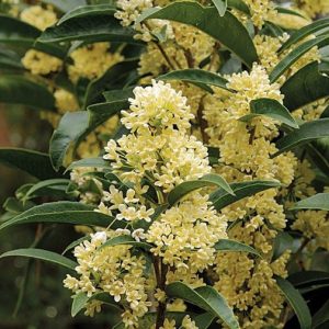 Cây mộc hương trưởng thành cho hoa thơm say đắm lòng người.