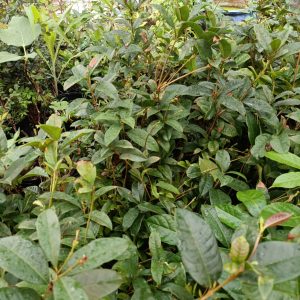 Cây mộc hương ta - mộc trà - cây trưởng thành cho hoa thơm ngát - size bầu nhỏ