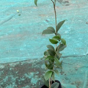 Cây mộc hương ta - mộc trà - cây trưởng thành cho hoa thơm ngát - size bầu nhỏ