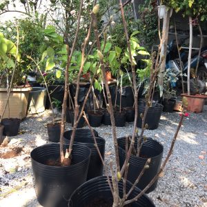 Cây giống mộc lan cho hoa tết - Magnoliaceae