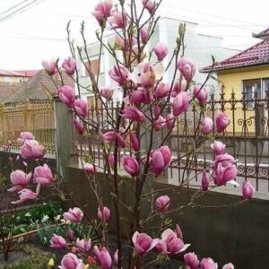 Cây giống mộc lan cho hoa tết - Magnoliaceae