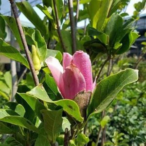 Cây giống mộc lan cho hoa tết - Magnoliaceae
