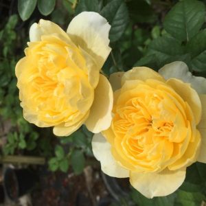 [Cây giống hoa] Hồng Ngoại Molineux (hồng bụi, hoa thơm) size chậu C9 - CayGiongTot