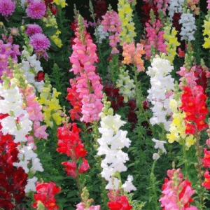 Gói 100 hạt giống hoa mõm sói nhiều màu