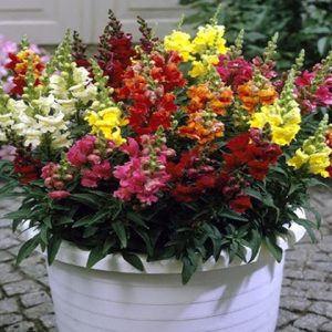 Gói 100 hạt giống hoa mõm sói nhiều màu