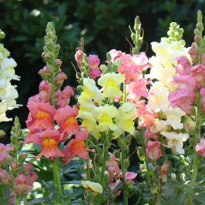 Gói 100 hạt giống hoa mõm sói nhiều màu