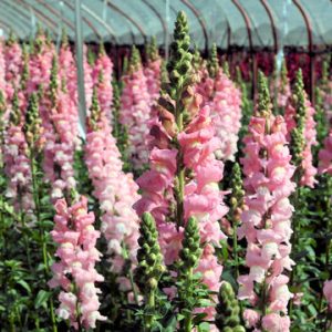 Gói 100 hạt giống hoa mõm sói nhiều màu