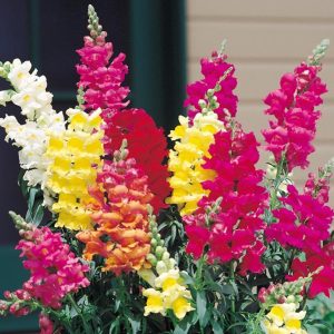 Gói 100 hạt giống hoa mõm sói nhiều màu