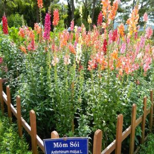 Gói 100 hạt giống hoa mõm sói nhiều màu