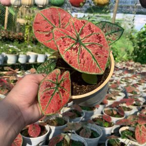 Cây giống Môn Dâu Tây Đỏ - Red Strawberry Caladium