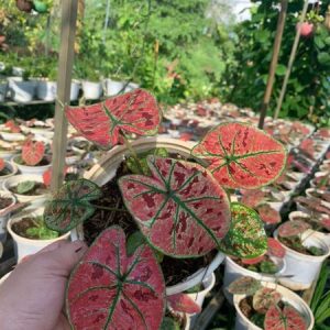 Cây giống Môn Dâu Tây Đỏ - Red Strawberry Caladium