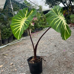 Chậu cây môn White Lava