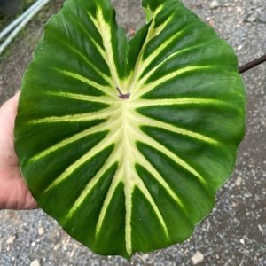 Chậu cây môn White Lava