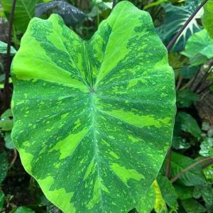 Chậu cây môn Lemon Lime Gecko