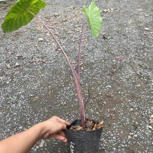 Chậu cây môn Lemon Lime Gecko