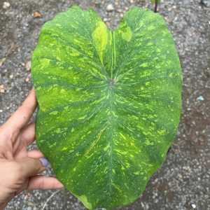 Chậu cây môn Lemon Lime Gecko