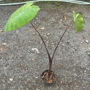 Chậu cây môn Lemon Lime Gecko