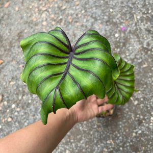 Chậu cây môn Colocasia Pharaoh’s Mask