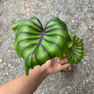 Chậu cây môn Colocasia Pharaoh’s Mask