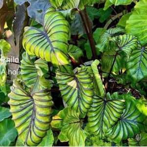 Chậu cây môn Colocasia Pharaoh’s Mask
