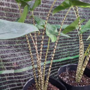 Cây giống Môn Ngựa Vằn tai voi - Alocasia Zebrina - Elephant Ear - giống độc lạ sưu tầm