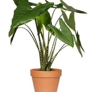 Cây giống Môn Ngựa Vằn tai voi - Alocasia Zebrina - Elephant Ear - giống độc lạ sưu tầm