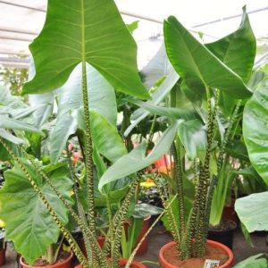 Cây giống Môn Ngựa Vằn tai voi - Alocasia Zebrina - Elephant Ear - giống độc lạ sưu tầm