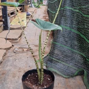 Cây giống Môn Ngựa Vằn tai voi - Alocasia Zebrina - Elephant Ear - giống độc lạ sưu tầm