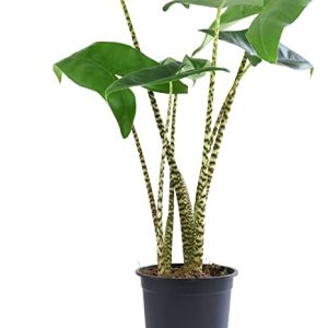 Cây giống Môn Ngựa Vằn tai voi - Alocasia Zebrina - Elephant Ear - giống độc lạ sưu tầm