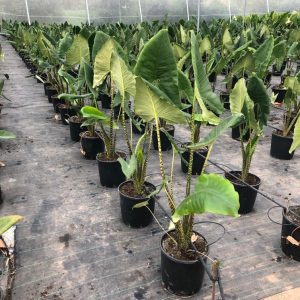 Cây giống Môn Ngựa Vằn tai voi - Alocasia Zebrina - Elephant Ear - giống độc lạ sưu tầm