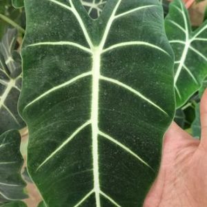 Cây giống môn nhung Alocasia Frydek trưởng thành