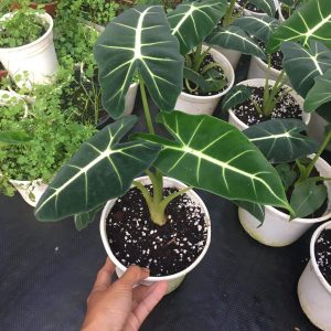 Cây giống môn nhung Alocasia Frydek trưởng thành