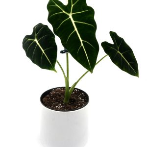 Cây giống môn nhung Alocasia Frydek trưởng thành