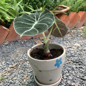 Cây giống môn nhung Alocasia Frydek trưởng thành