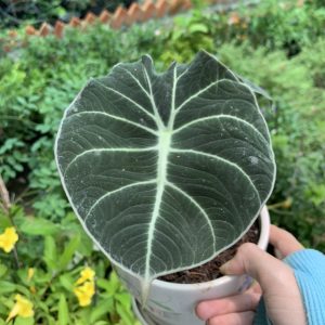 Cây giống môn nhung Alocasia Frydek trưởng thành