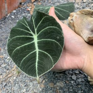 Cây giống môn nhung Alocasia Frydek trưởng thành