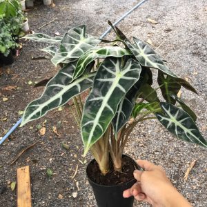 Chậu cây môn quan âm - kiểng lá để bàn đẹp  - Alocasia Polly