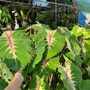 Chậu cây môn Queen Of Phonenix được mệnh danh là nữ hoàng của dòng colocasia