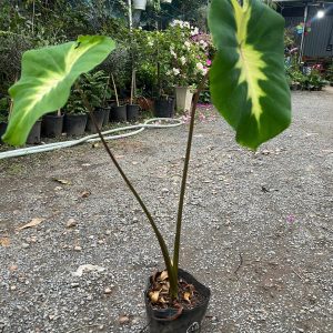 Chậu cây môn Queen Of Phonenix được mệnh danh là nữ hoàng của dòng colocasia