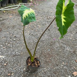 Chậu cây môn Queen Of Phonenix được mệnh danh là nữ hoàng của dòng colocasia