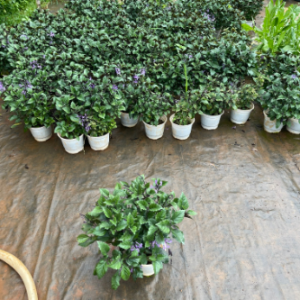 Chậu cây giống hoa Mona Lavender cho hoa tím đẹp quanh năm