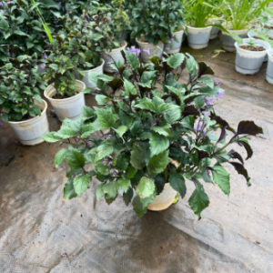 Chậu cây giống hoa Mona Lavender cho hoa tím đẹp quanh năm