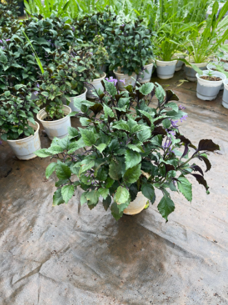 Chậu cây giống hoa Mona Lavender cho hoa tím đẹp quanh năm